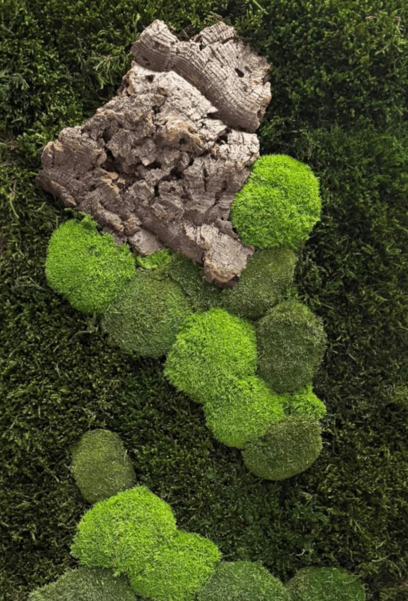 Frankustika KILIAN Moosabsorber